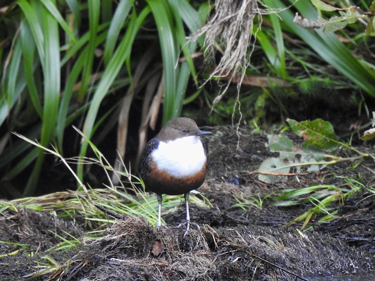 White-throated Dipper - ML624538332