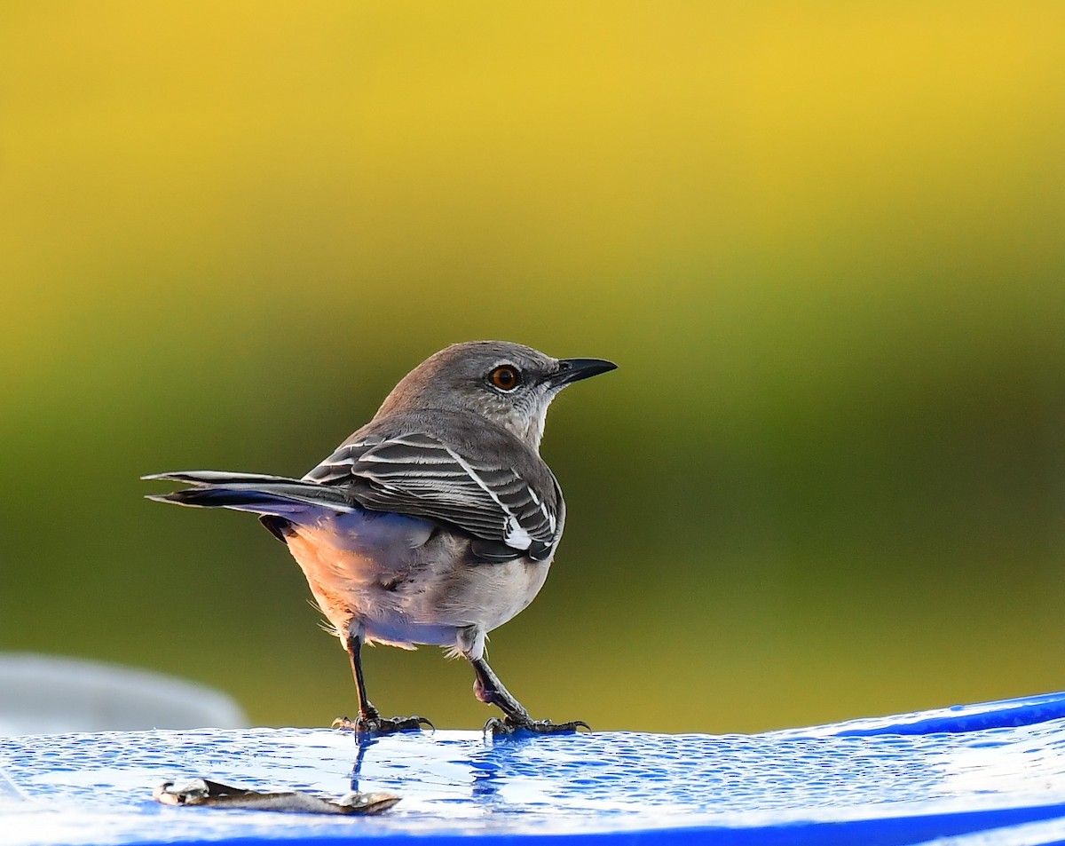 Northern Mockingbird - ML624538391