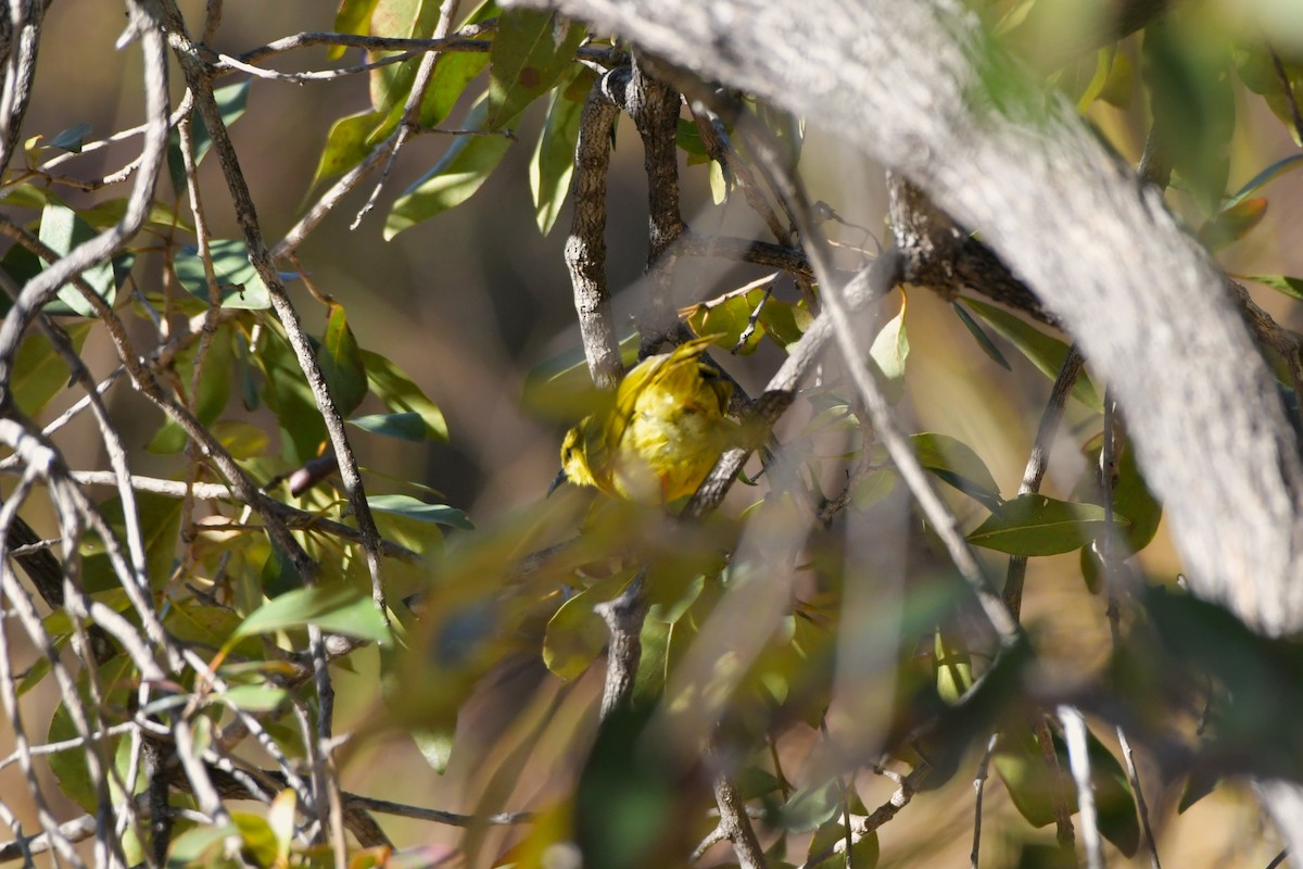 Yellow Honeyeater - ML624538412