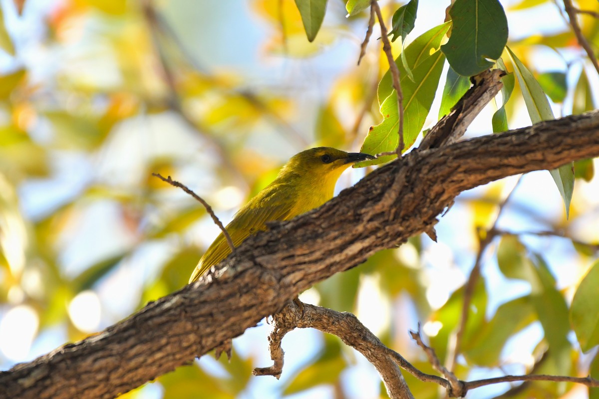 Yellow Honeyeater - ML624538413