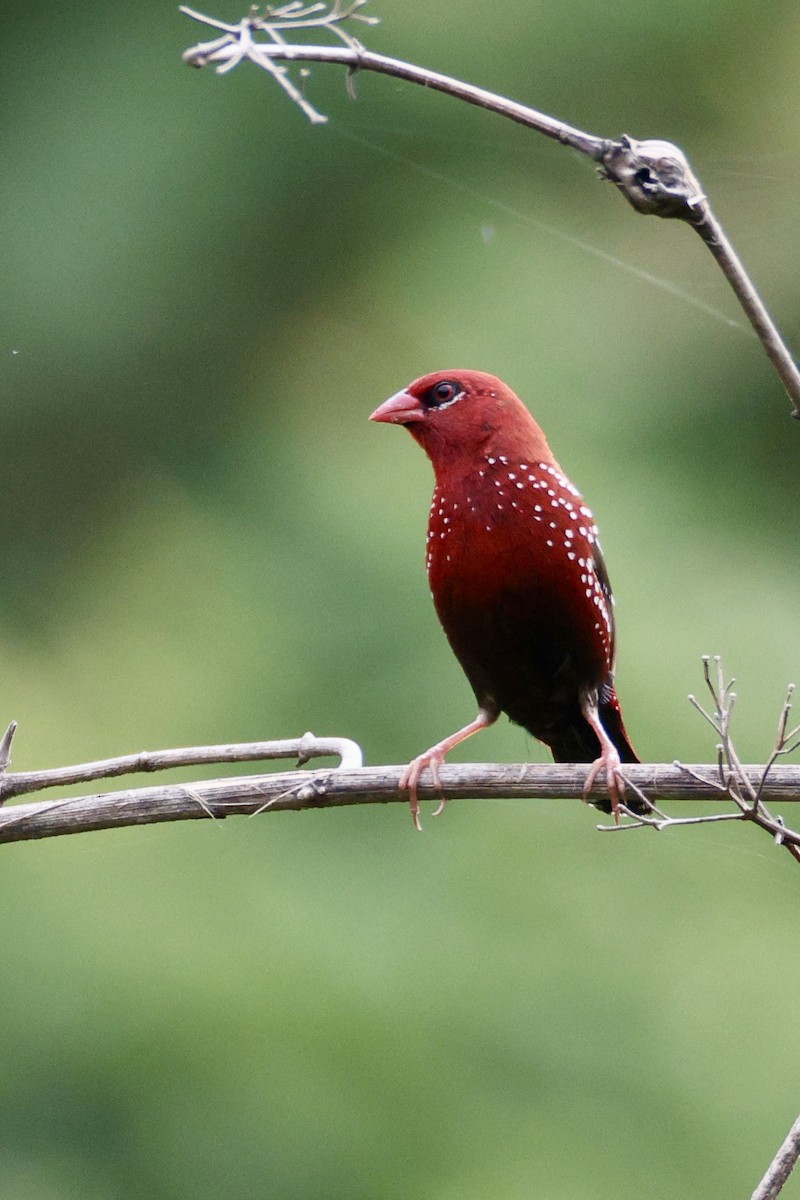 Bengalí Rojo - ML624538414