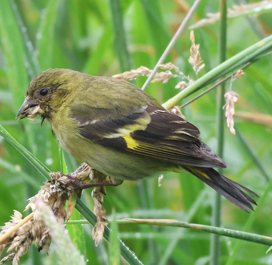 Andean Siskin - ML624538476