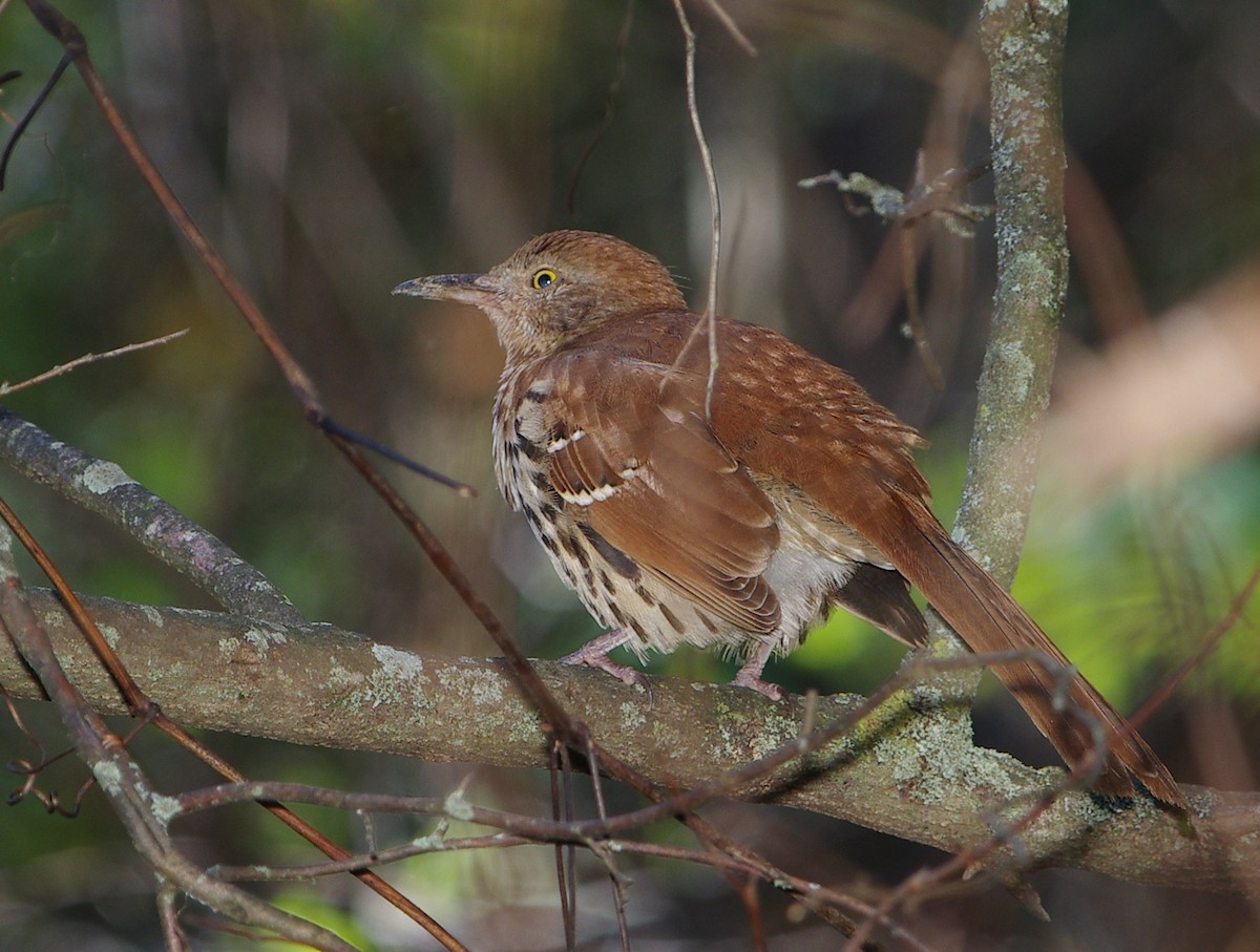 Brown Thrasher - Mary Caldwell