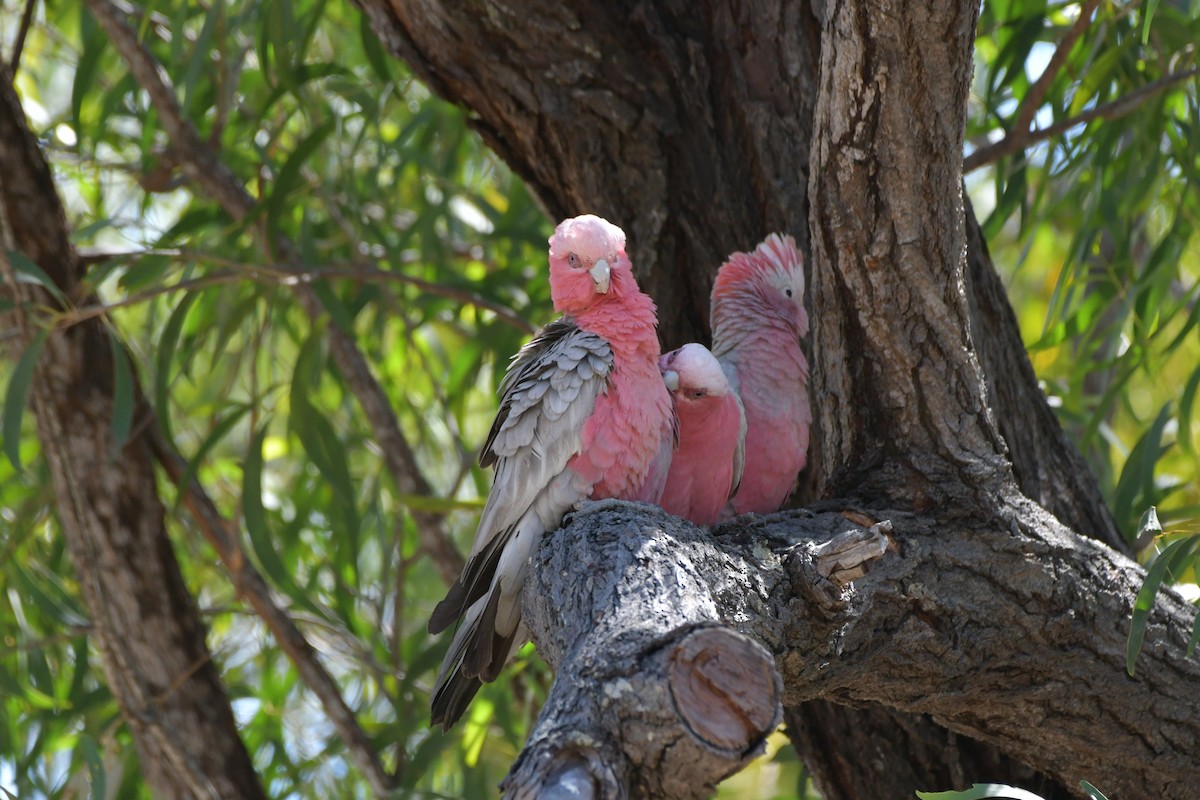 Galah - ML624538520