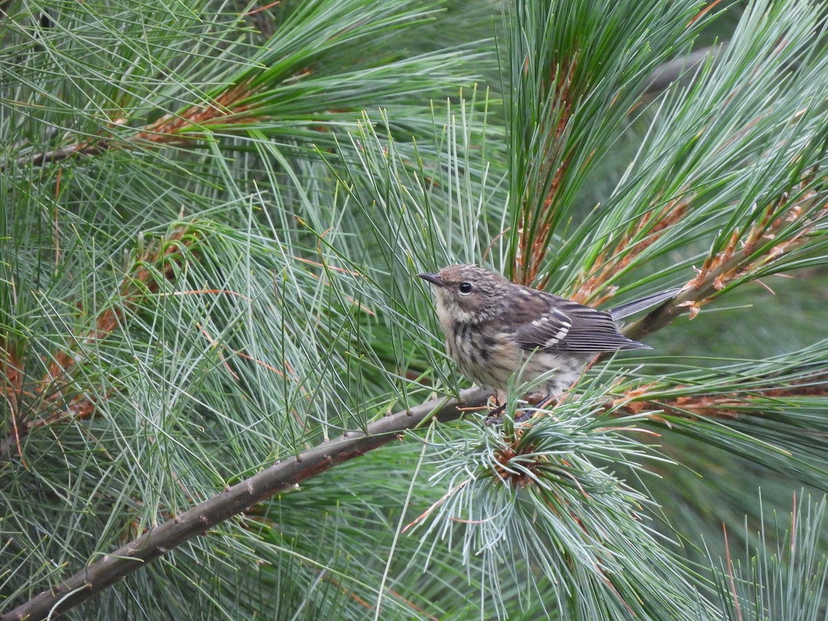 Yellow-rumped Warbler (Myrtle) - ML624538591