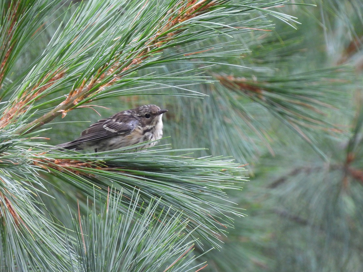 Yellow-rumped Warbler (Myrtle) - ML624538592