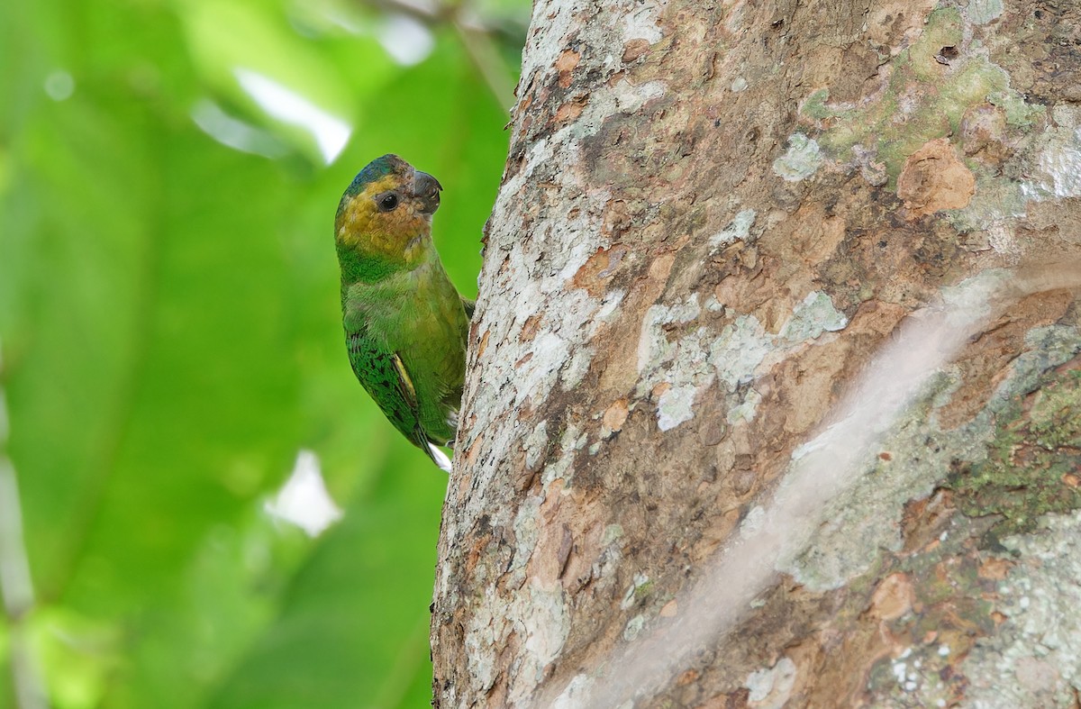 Buff-faced Pygmy-Parrot - ML624538593