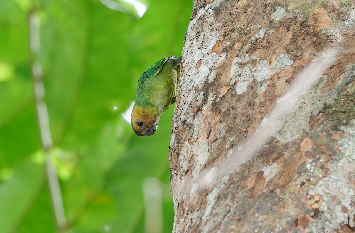 Buff-faced Pygmy-Parrot - ML624538594