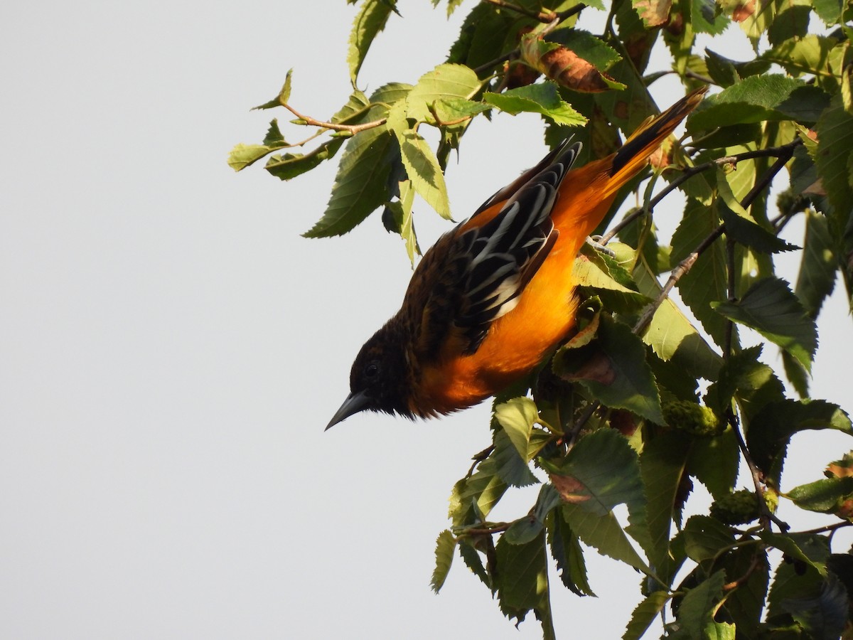 Baltimore Oriole - ML624538600
