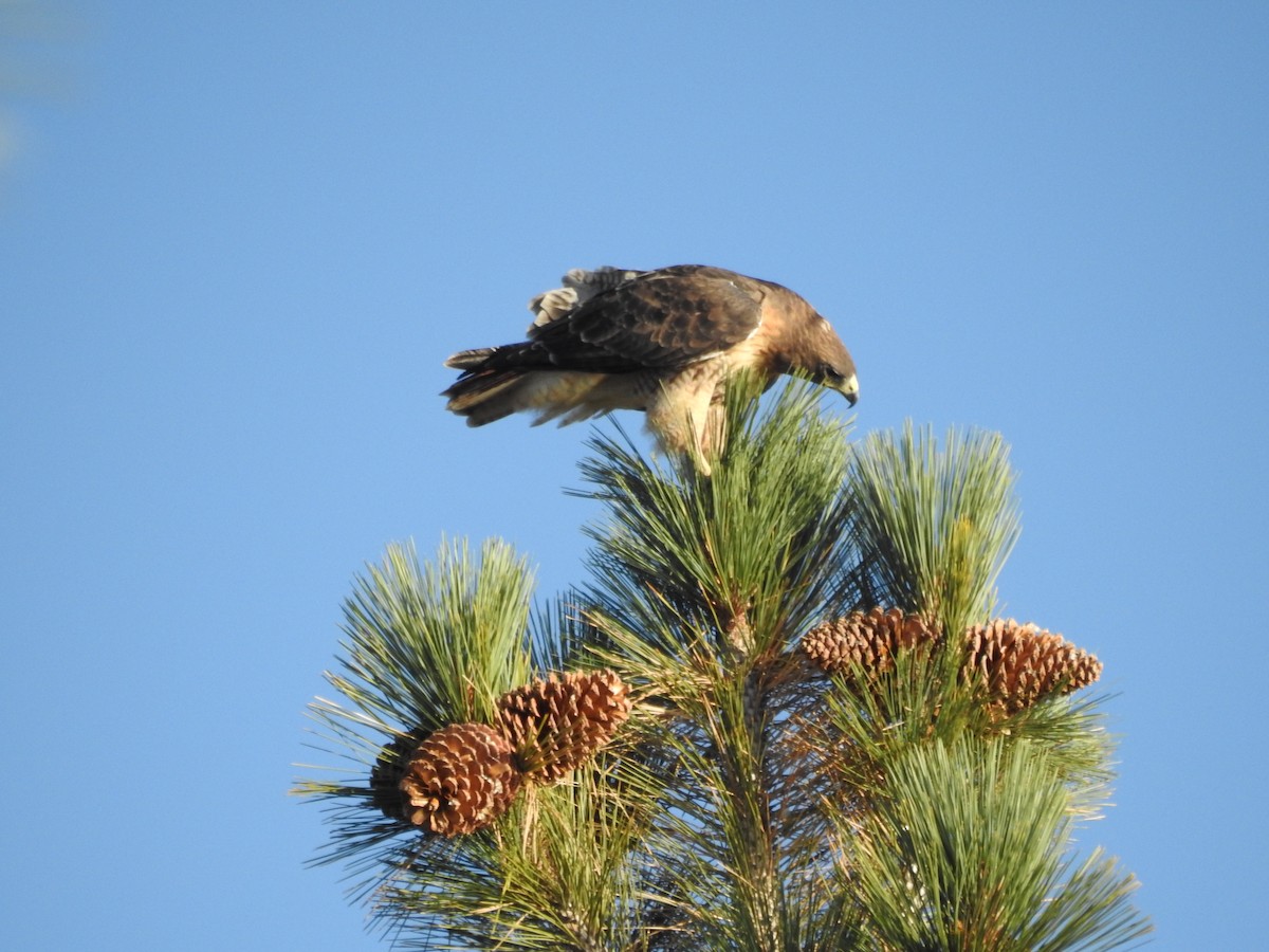 Red-tailed Hawk - ML624538613