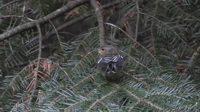 Black-throated Green Warbler - ML624538617