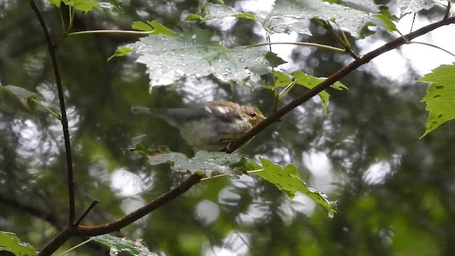 Black-throated Green Warbler - ML624538631