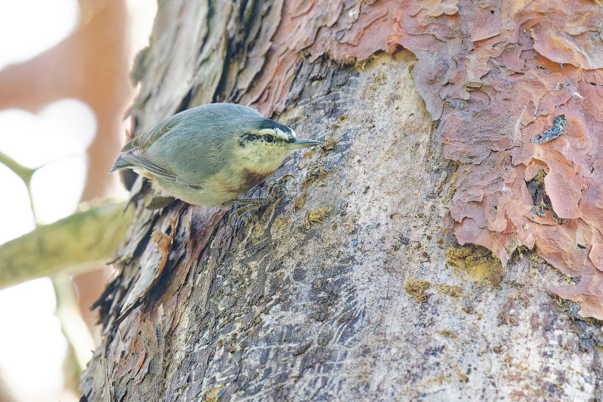 ムナオビゴジュウカラ - ML624538648