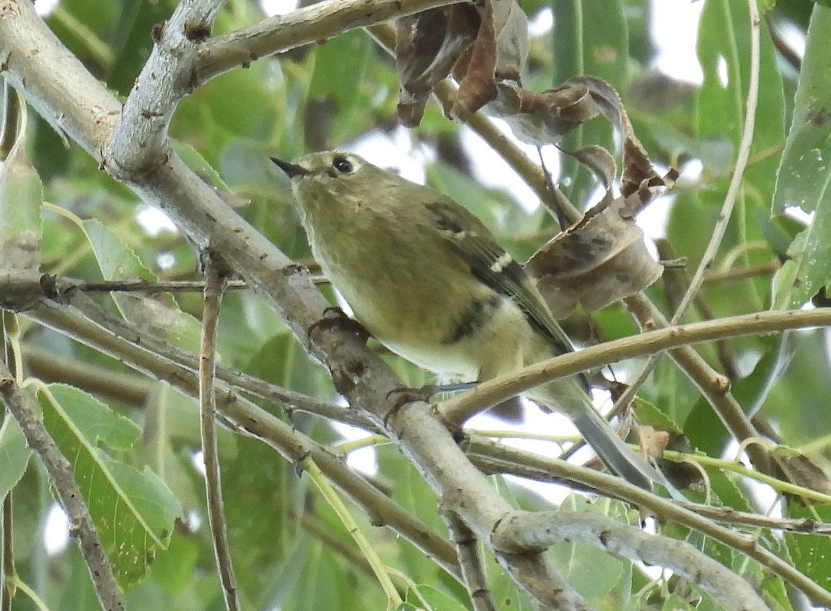 Ruby-crowned Kinglet - Eunice Thein