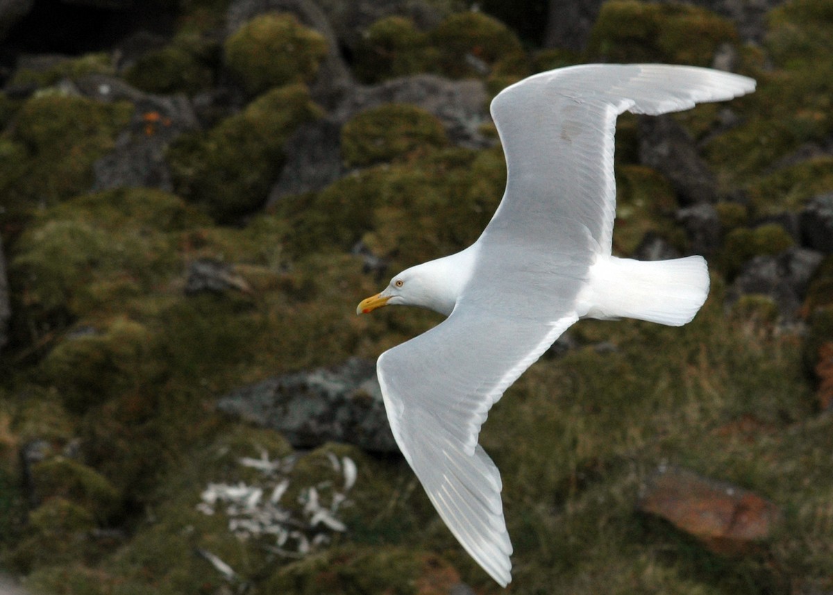 Glaucous Gull - Ludovic Jolicoeur