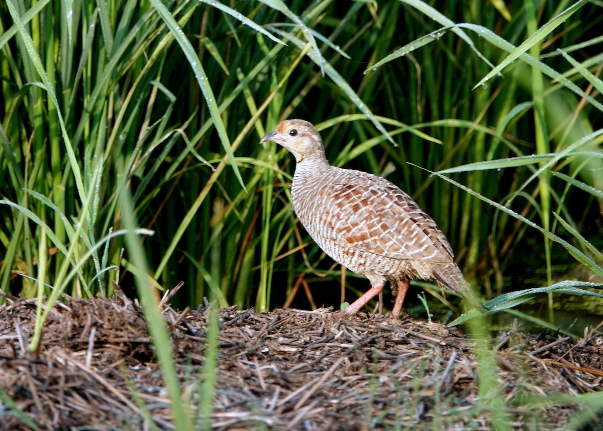 Gray Francolin - ML624538757