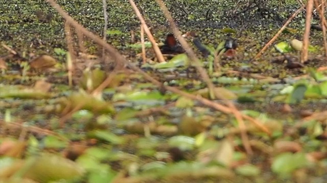 メンカブリオタテガモ - ML624538765