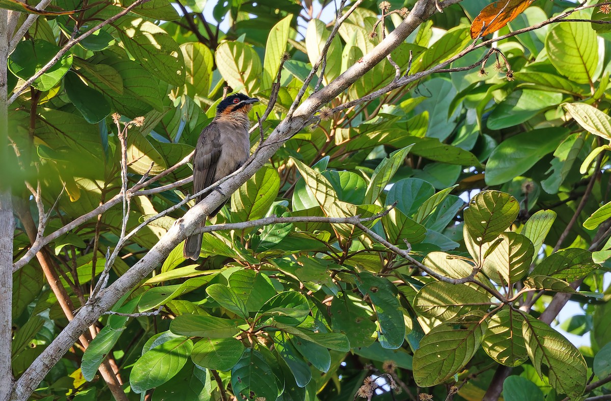 Dwarf Koel - ML624538802