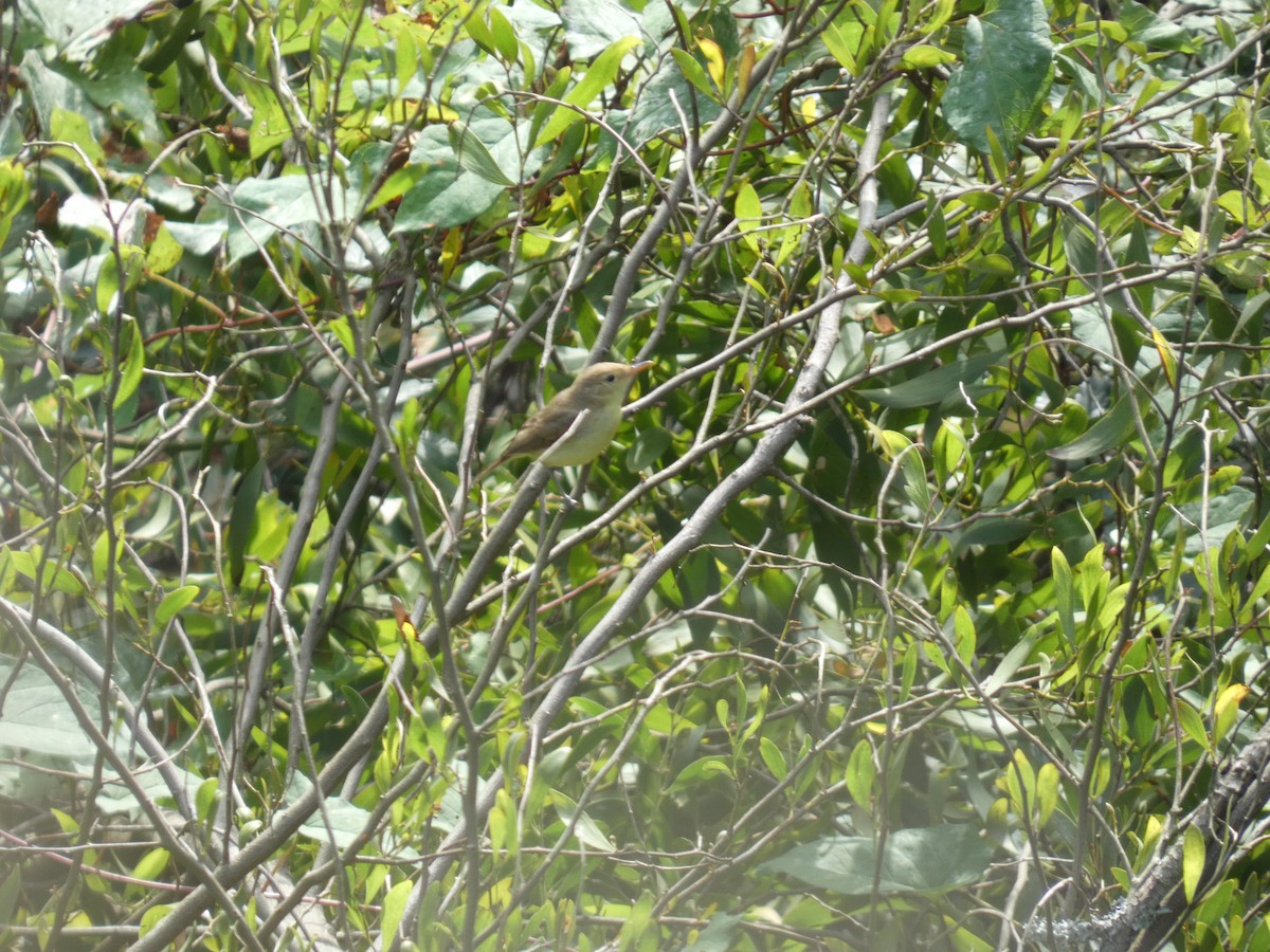 Melodious Warbler - ML624538807