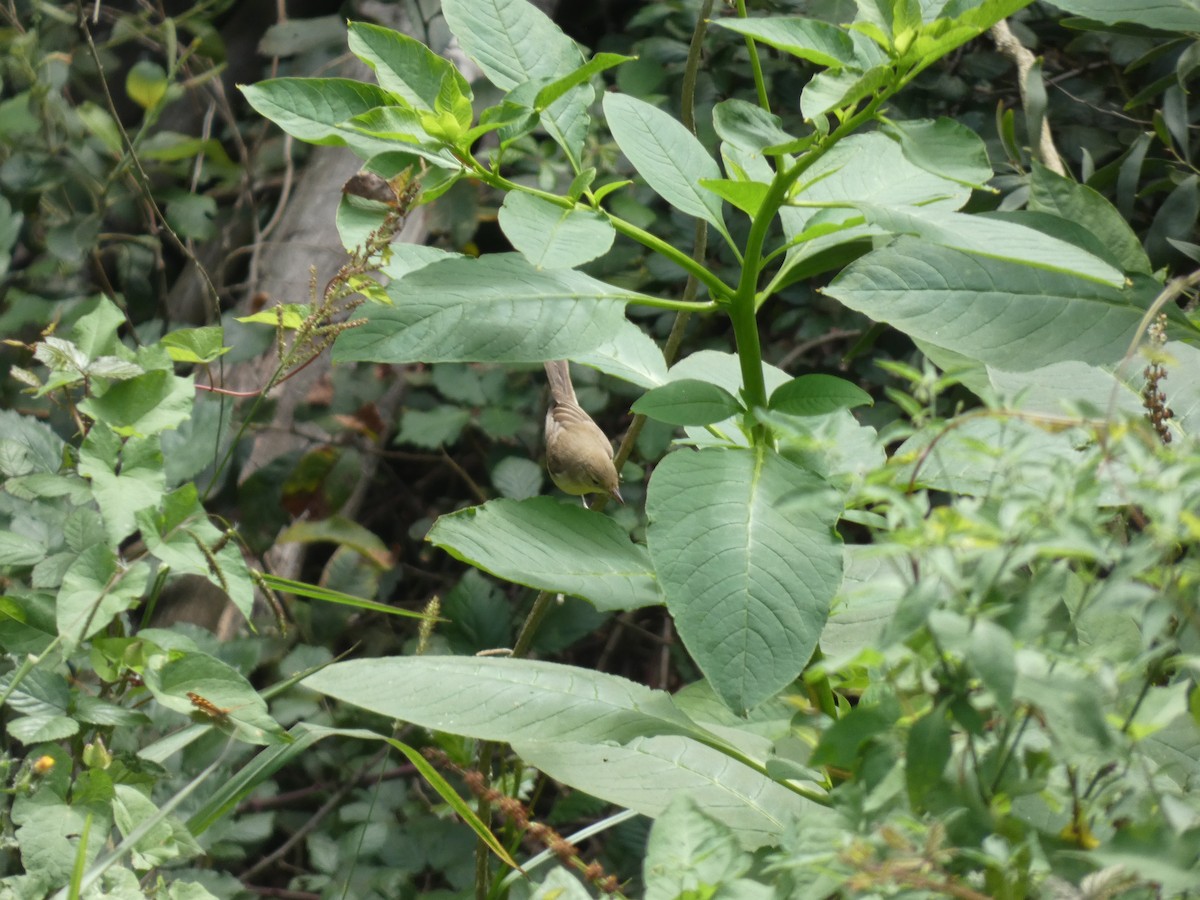 Melodious Warbler - ML624538808