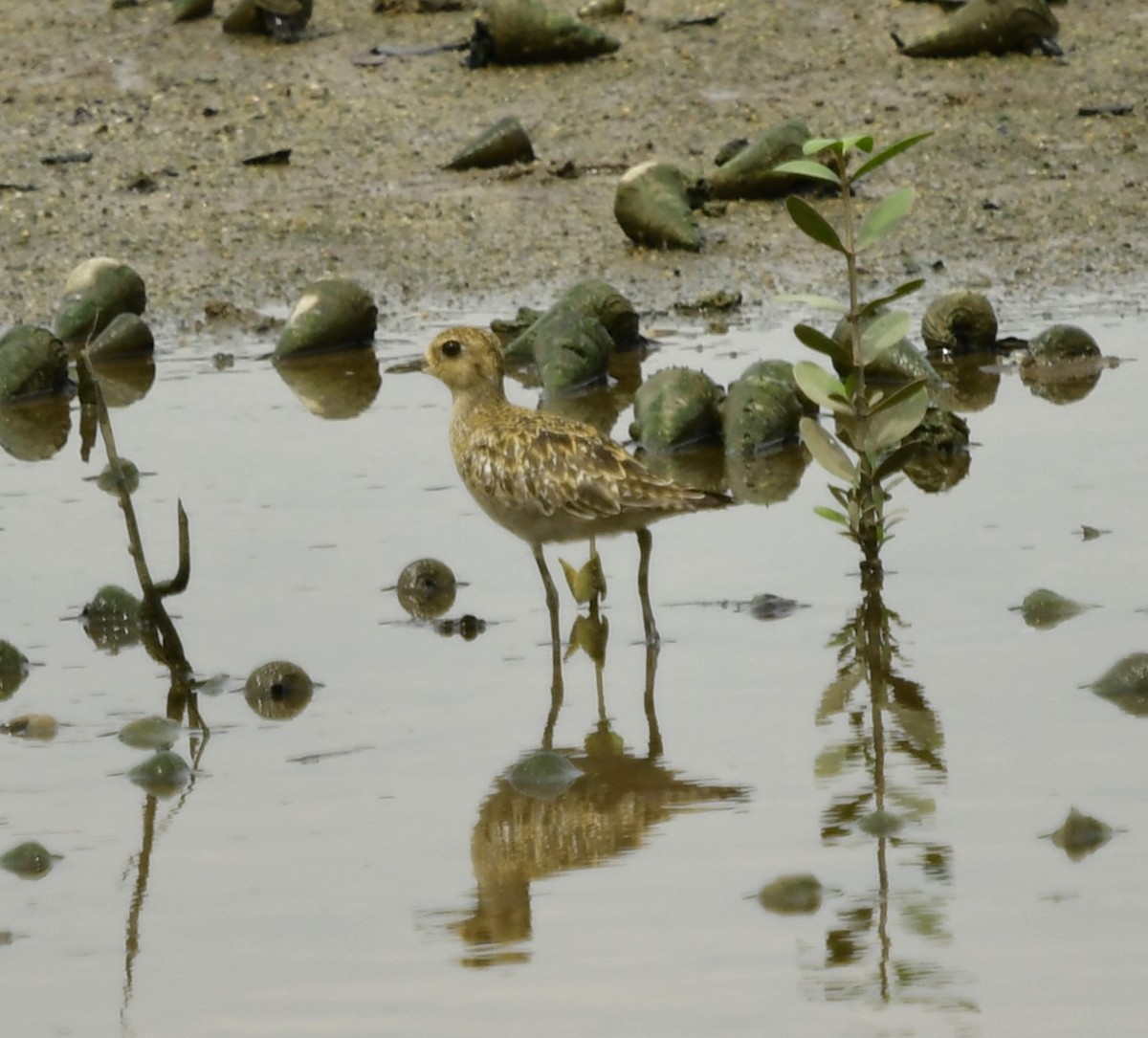 Pacific Golden-Plover - WK Ng