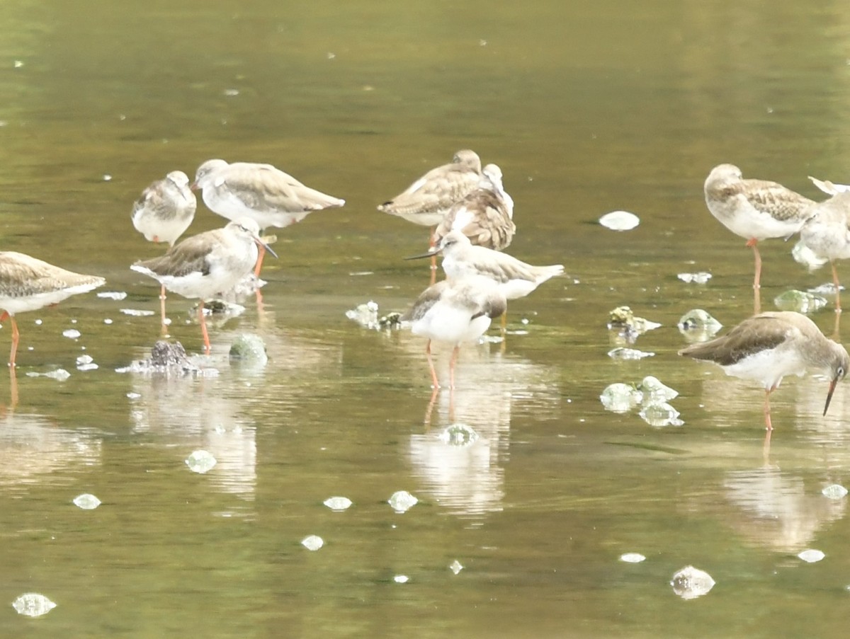 Terek Sandpiper - ML624538905
