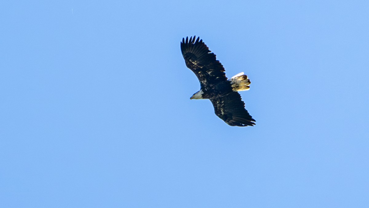 Bald Eagle - ML624538920