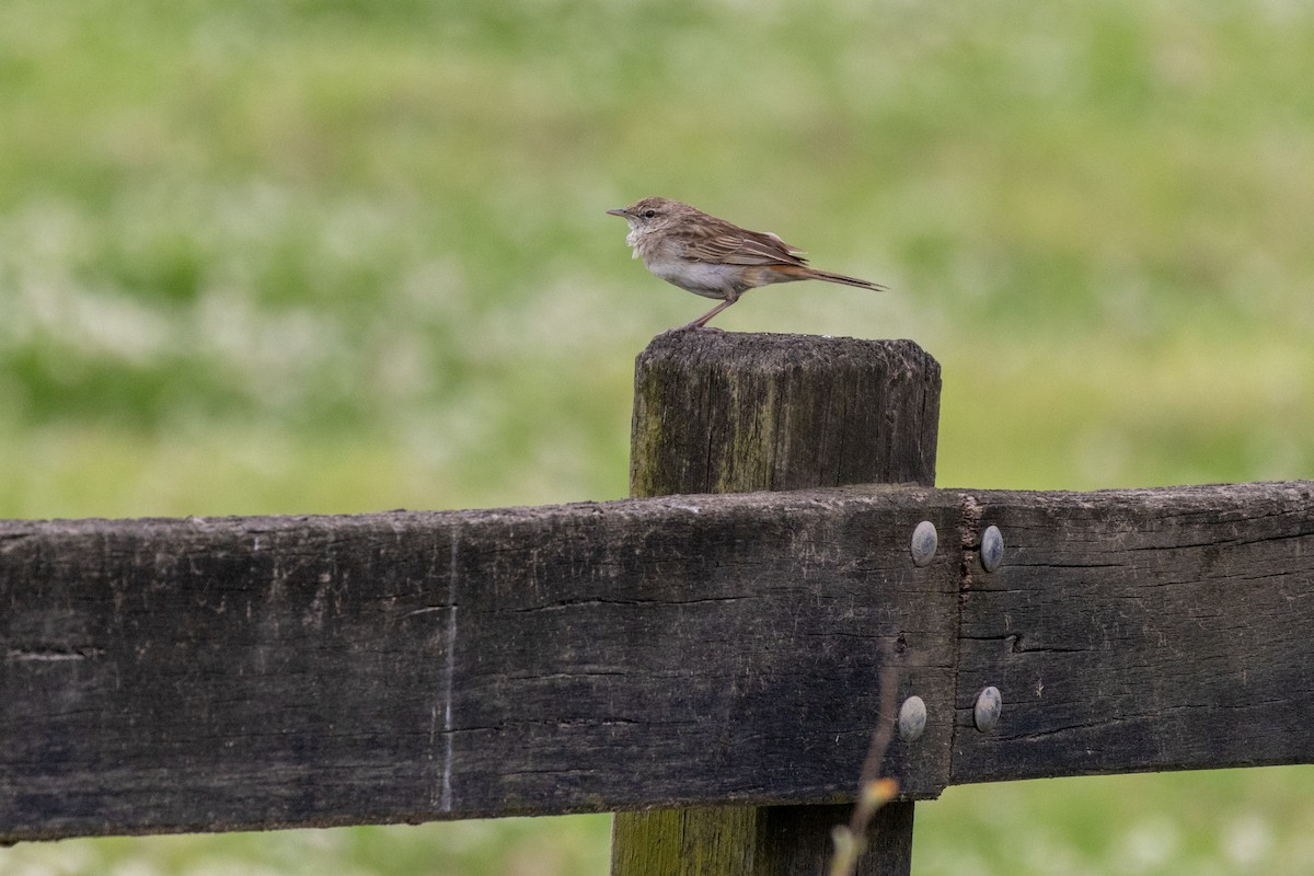 Rufous Songlark - ML624538930