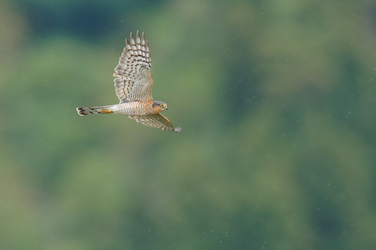 Eurasian Sparrowhawk - ML624538932