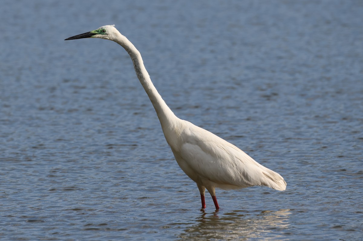 Great Egret - ML624538938