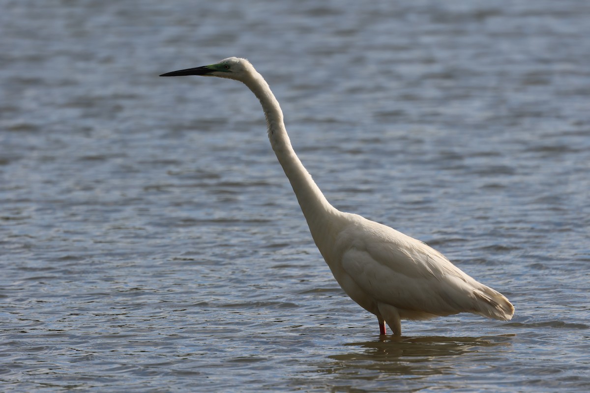 Great Egret - Alan Bird