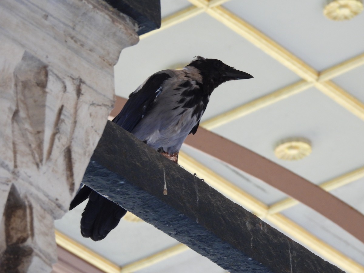 Hooded Crow - Francois Lampron