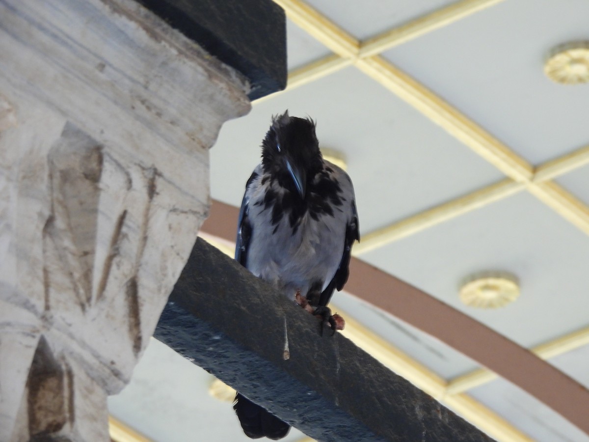 Hooded Crow - Francois Lampron