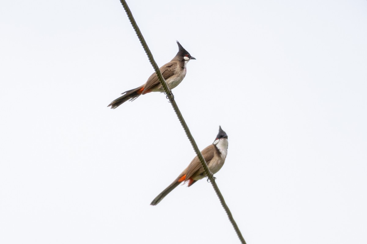 Red-whiskered Bulbul - ML624538946