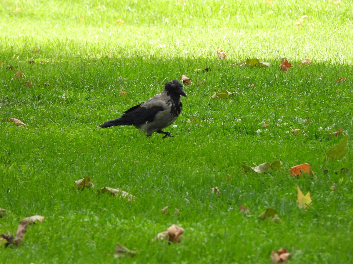 Hooded Crow - ML624538948