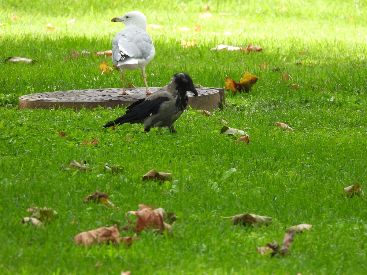 Hooded Crow - ML624538949