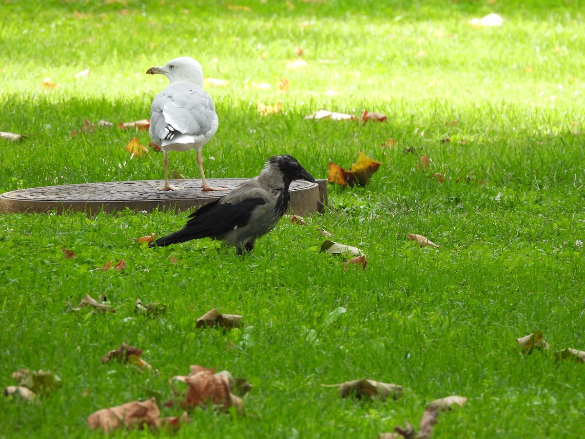 Hooded Crow - ML624538950