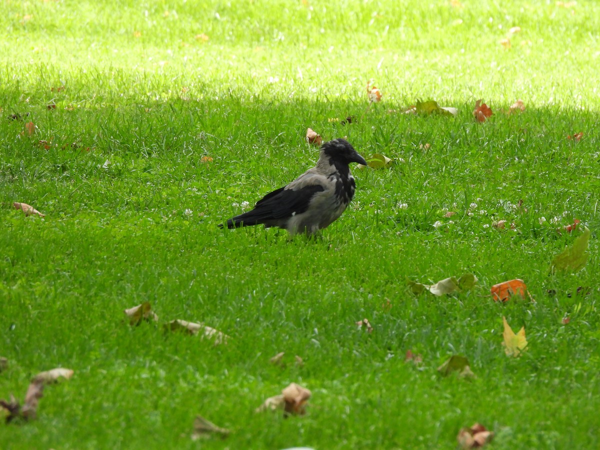 Hooded Crow - ML624538951