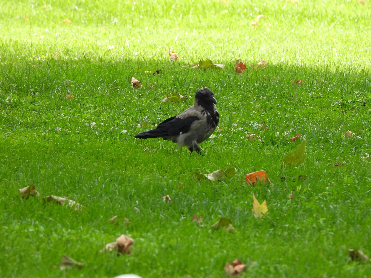 Hooded Crow - ML624538952