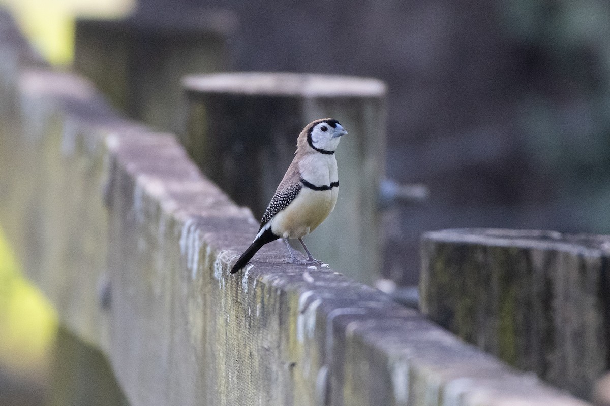 Double-barred Finch - ML624538954