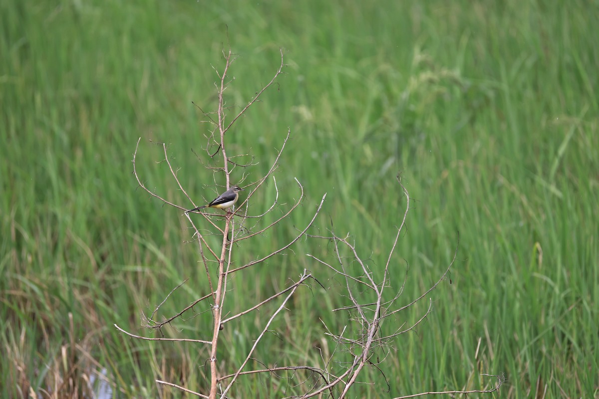 Gray Wagtail - ML624538956