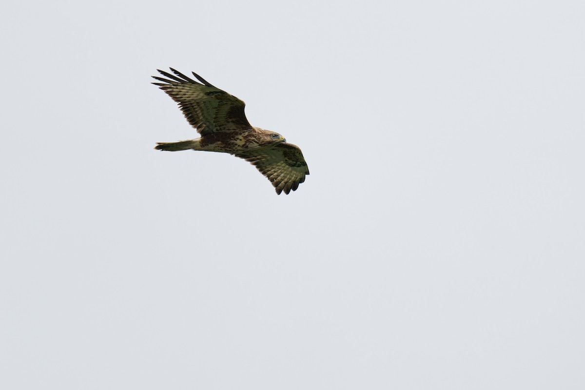 Common Buzzard (Steppe) - ML624538957