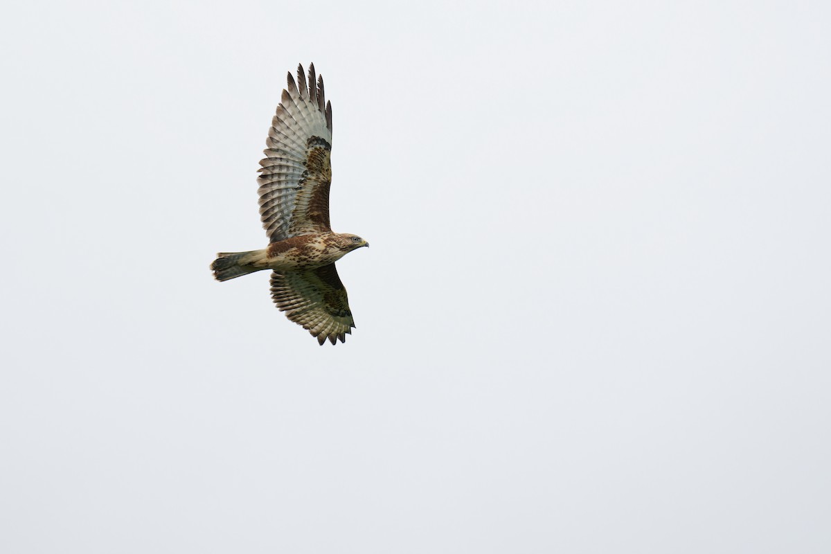 Common Buzzard (Steppe) - ML624538959