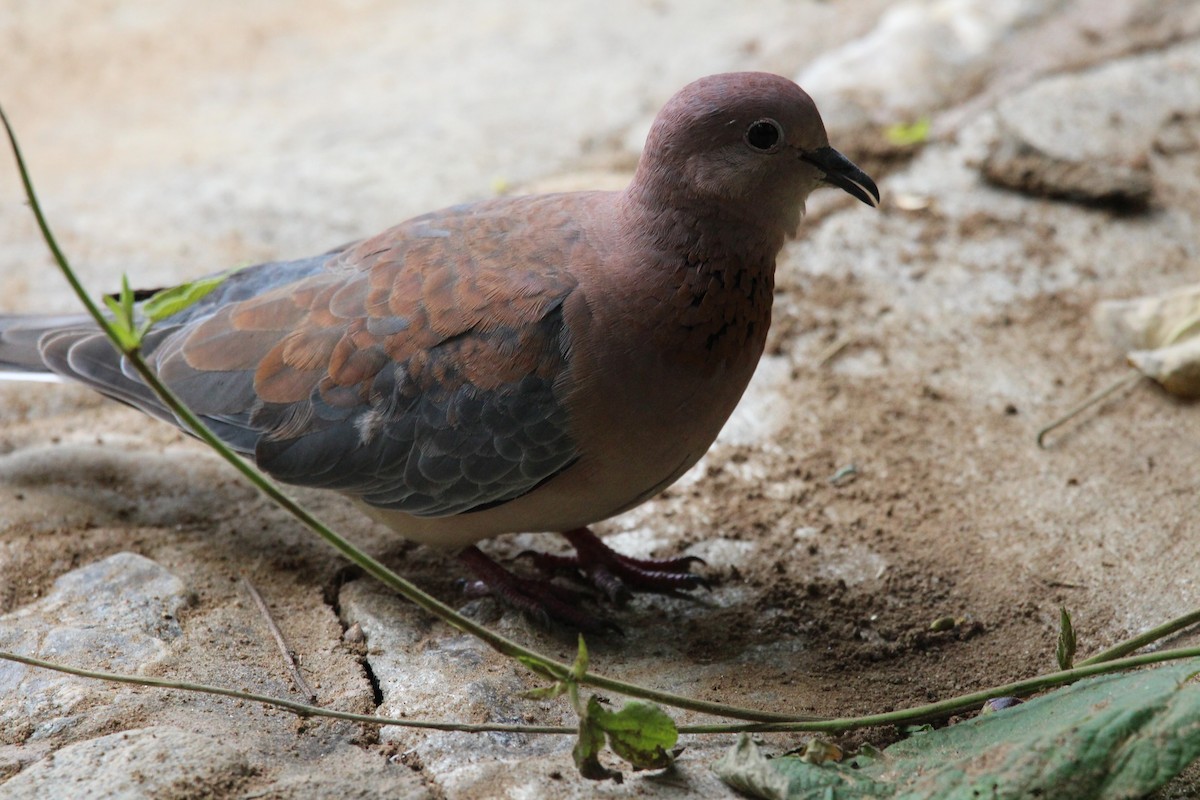 Laughing Dove - Premkumar Vadapalli