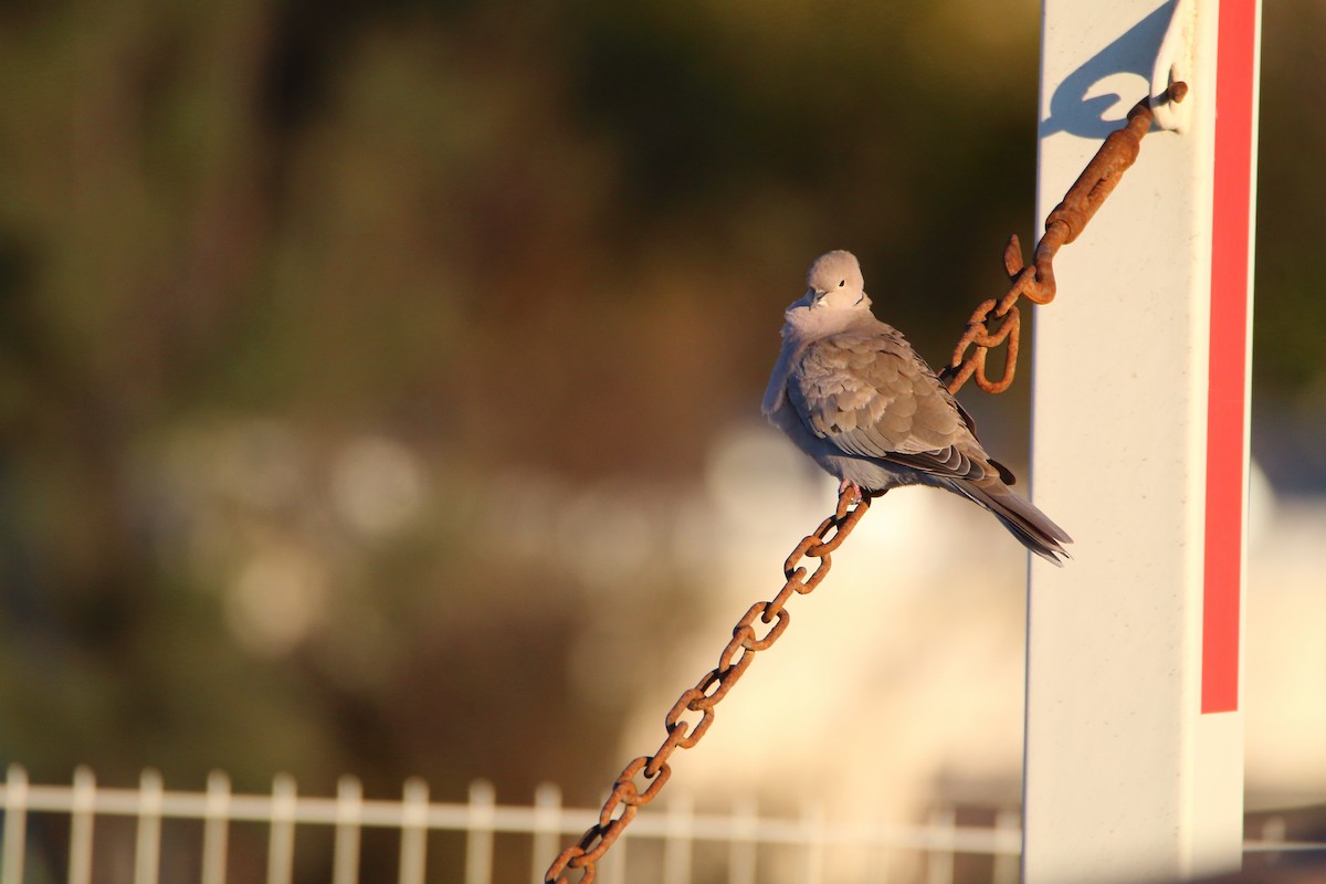 Eurasian Collared-Dove - ML624538961