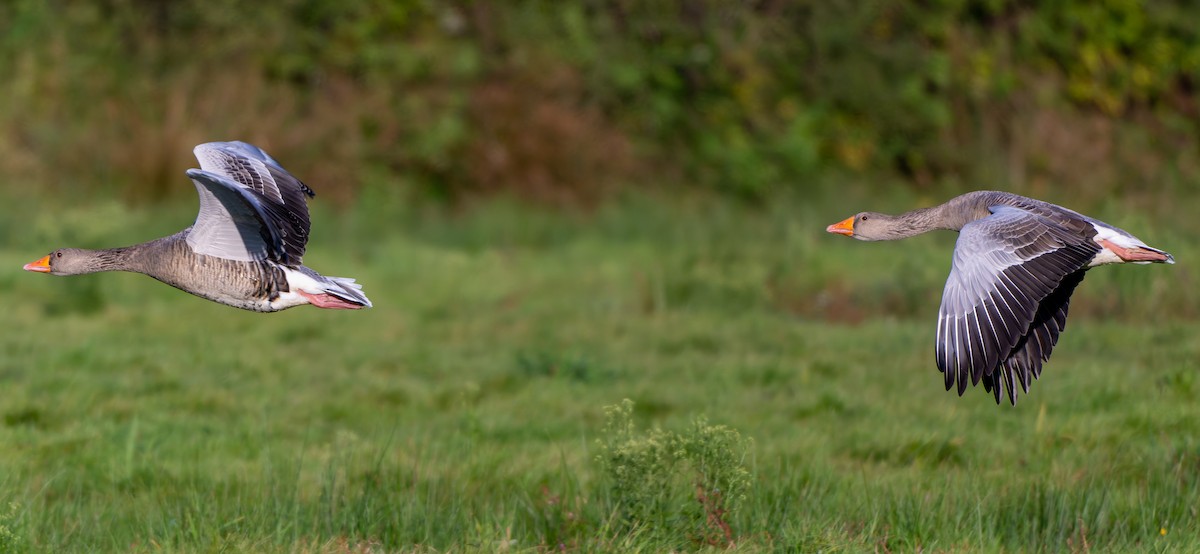 Graylag Goose - ML624538964