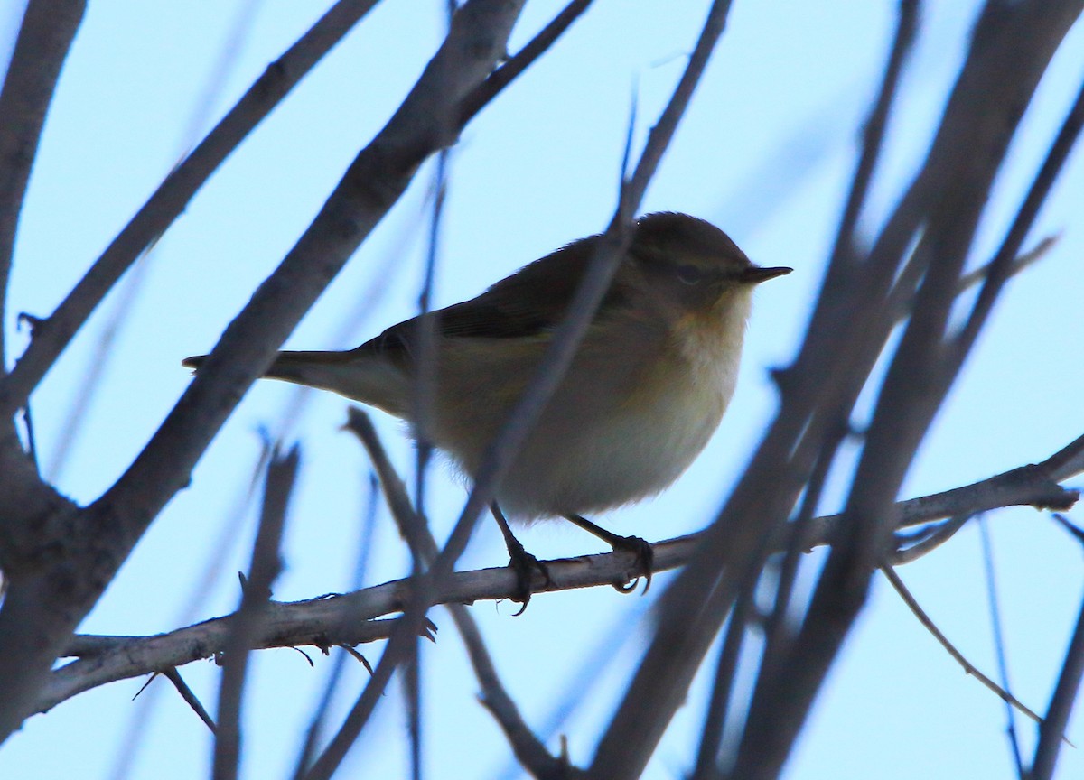 Common Chiffchaff - ML624538965