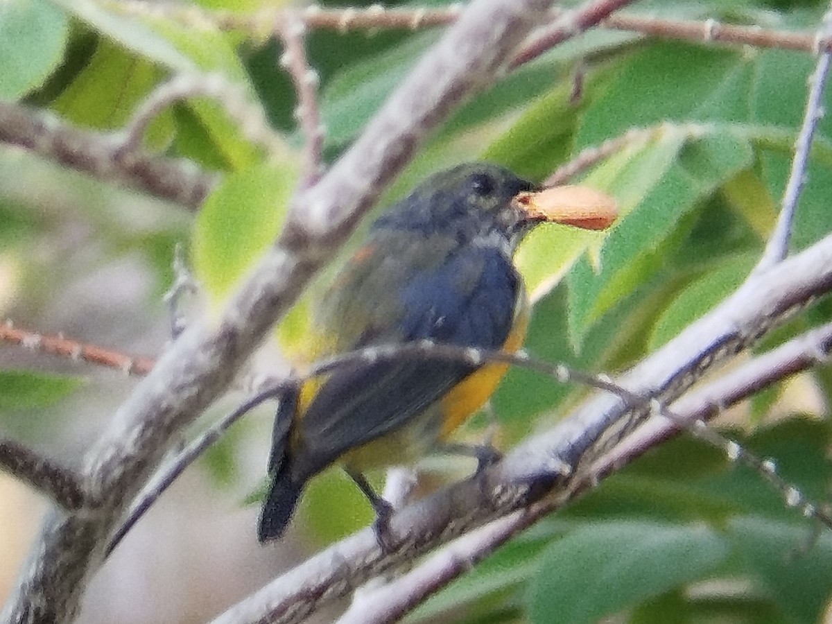 Orange-bellied Flowerpecker - ML624538991