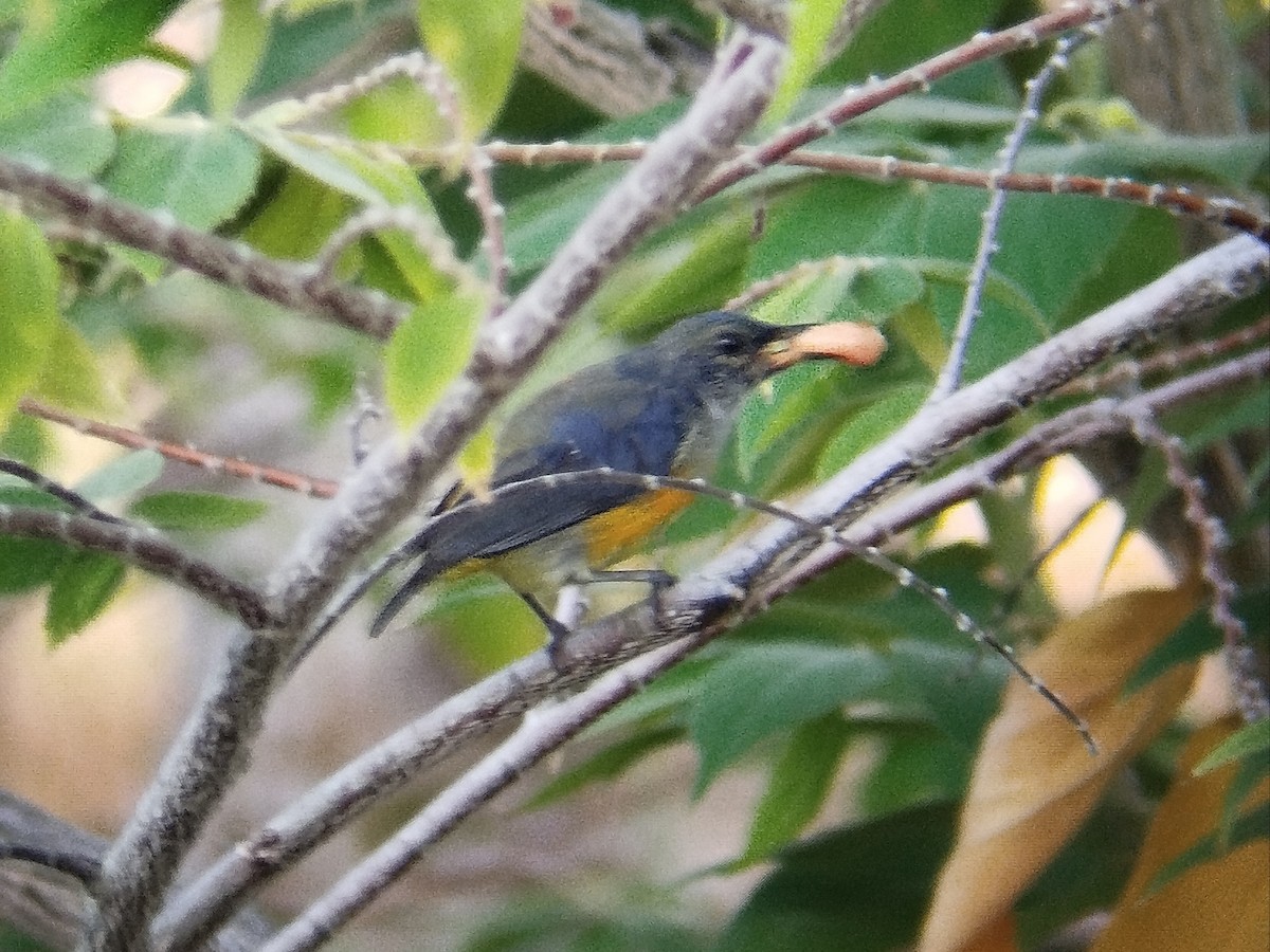 Orange-bellied Flowerpecker - ML624538992