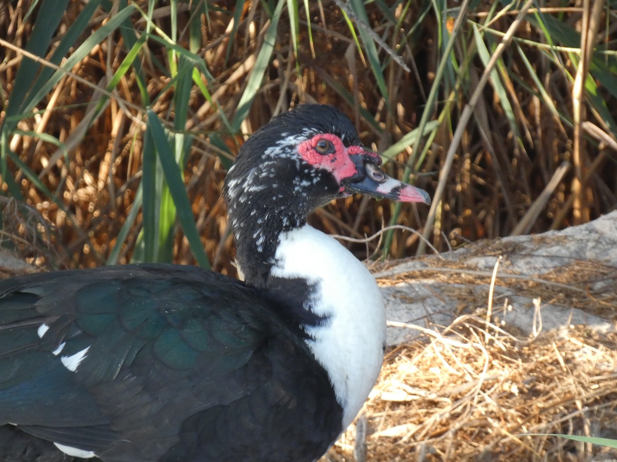 Muscovy Duck (Domestic type) - ML624539057